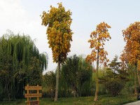 В Цзинане золотая осень - в ноябре.jpg