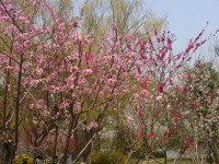 IMAG0206.jpg